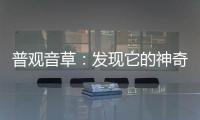 普觀音草：發(fā)現(xiàn)它的神奇功效，你會驚呆！