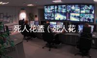 死人花籃（死人花）