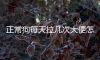正常狗每天拉幾次大便怎么辦啊(狗狗每天拉幾次)