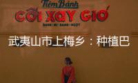 武夷山市上梅鄉：種植巴西菇助農增收