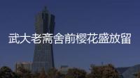 武大老齋舍前櫻花盛放留住絕美春光 全球游客共賞盛宴