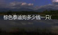 棕色泰迪狗多少錢一只(棕色泰迪狗多少錢一只幼犬)