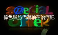 棕色脂肪代謝軸在治療肥胖等代謝綜合征方面巨大潛力