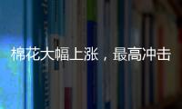 棉花大幅上漲，最高沖擊漲停