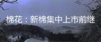 棉花：新棉集中上市前繼續震蕩