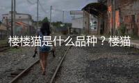 樓樓貓是什么品種？樓貓是什么意思