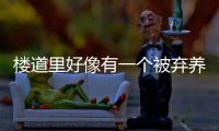 樓道里好像有一個被棄養的折耳貓怎么辦(樓道里的貓能收養嗎)