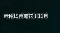 栽種15畝菊花！11月來這里看菊花展