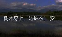 樹木穿上“防護衣” 安全越冬有保障