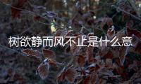 樹欲靜而風不止是什么意思小不銹鋼架