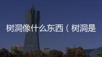 樹洞像什么東西（樹洞是什么東西）
