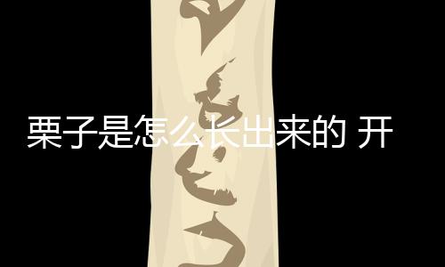 栗子是怎么長出來的 開花結果取果仁
