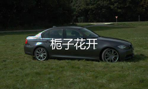 梔子花開