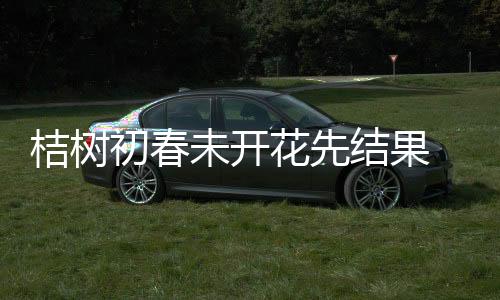 桔樹(shù)初春未開(kāi)花先結(jié)果 怎么回事？海寧農(nóng)經(jīng)專家這么說(shuō)