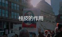 桂皮的作用