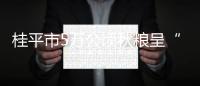 桂平市5萬公頃秋糧呈“三增長”態勢