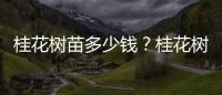 桂花樹苗多少錢？桂花樹苗種植技術分享