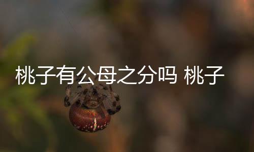 桃子有公母之分嗎 桃子公母怎么區分
