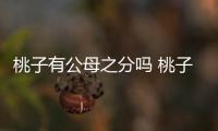 桃子有公母之分嗎 桃子公母怎么區分