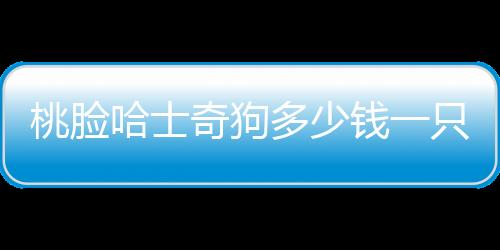桃臉哈士奇狗多少錢一只