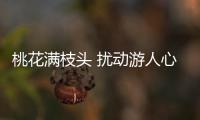 桃花滿枝頭 擾動(dòng)游人心