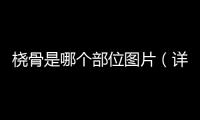 橈骨是哪個(gè)部位圖片（詳解橈骨的解剖結(jié)構(gòu)）