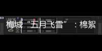 梅城“五月飛雪”：棉絮飄飄帶來“美麗煩惱”