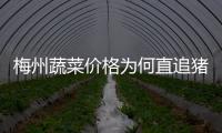 梅州蔬菜價格為何直追豬肉？何時能回落？來看→