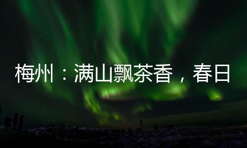 梅州：滿山飄茶香，春日采茶忙