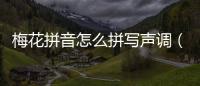 梅花拼音怎么拼寫聲調(diào)（梅花拼音怎么拼寫聲調(diào)和聲調(diào)）