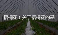 梧桐花（關于梧桐花的基本情況說明介紹）