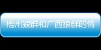 梧州狼群和廣西狼群的情況說明