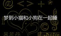 夢到小貓和小狗在一起睡覺(夢見摟著小貓和小狗一起睡覺)