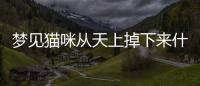夢見貓咪從天上掉下來什么意思(夢見貓咪從天上掉下來摔死了)