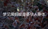 夢見黑螞蟻是備孕人身體狀態的信號，含義解析及準備工作