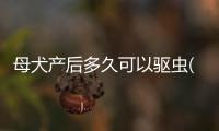 母犬產后多久可以驅蟲(母犬產后吃什么補身體)