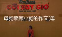 母狗照顧小狗的作文(母狗為什么不照顧小狗呢)