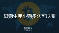 母狗生完小狗多久可以斷奶(母狗多久可以生小狗生)