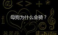 母狗為什么會(huì)騎？