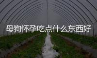 母狗懷孕吃點什么東西好(母狗月經期間吃點什么好)