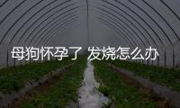 母狗懷孕了 發(fā)燒怎么辦啊？狗狗懷孕了發(fā)燒怎么辦