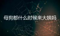 母狗都什么時候來大姨媽？ 狗例假一般多少天干凈