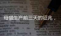 母貓生產(chǎn)前三天的征兆，貓懷孕多久會生孩子