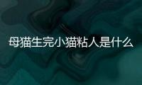 母貓生完小貓粘人是什么原因?？母貓生完小貓粘人怎么辦
