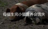 母貓生完小貓營養(yǎng)會流失嗎？母貓生完孩子補充營養(yǎng)