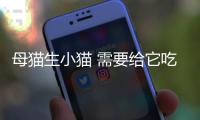 母貓生小貓 需要給它吃什么東西？母貓生小貓,需要給它吃什么