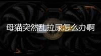 母貓突然亂拉尿怎么辦啊？母貓突然亂尿亂拉的原因是什么