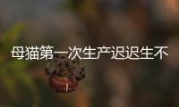 母貓第一次生產(chǎn)遲遲生不下來怎么辦？ 為什么不能要第一窩貓