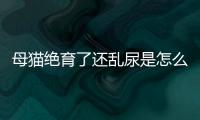 母貓絕育了還亂尿是怎么回事(母貓絕育手術費用)