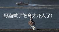 母貓做了絕育太嚇人了(貓知道自己被閹了嗎)